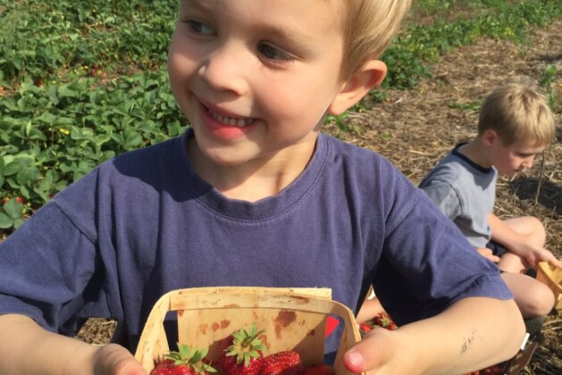 Finding Math in a Field of Strawberries – Early Math Counts – Scholarsquare