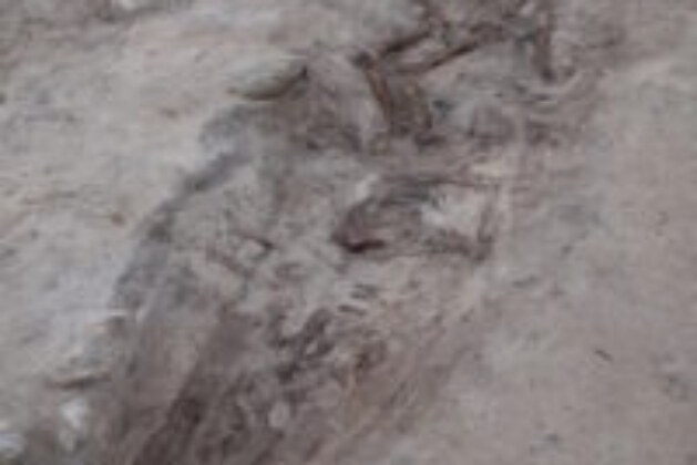 Viking boat burial of woman with dog at her feet found in Norway – The History Blog – Scholarsquare